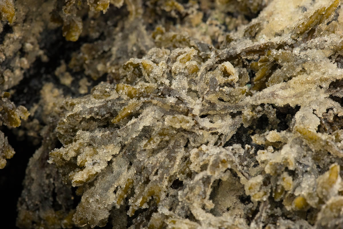 Herring Spawn on Seaweed