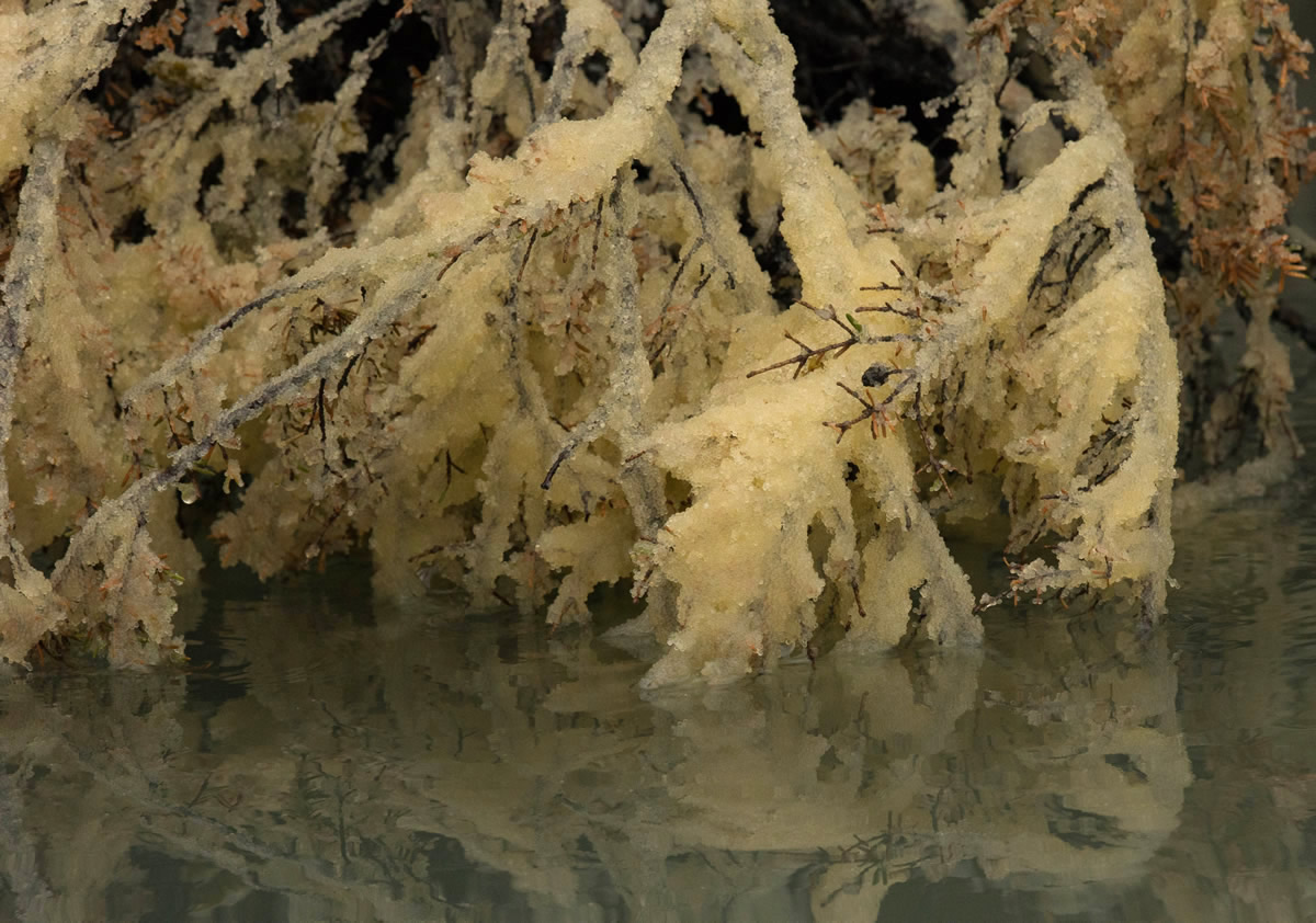 Tens of thousands of Herring Eggs