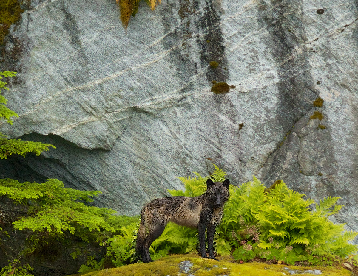 Coastal Wolf