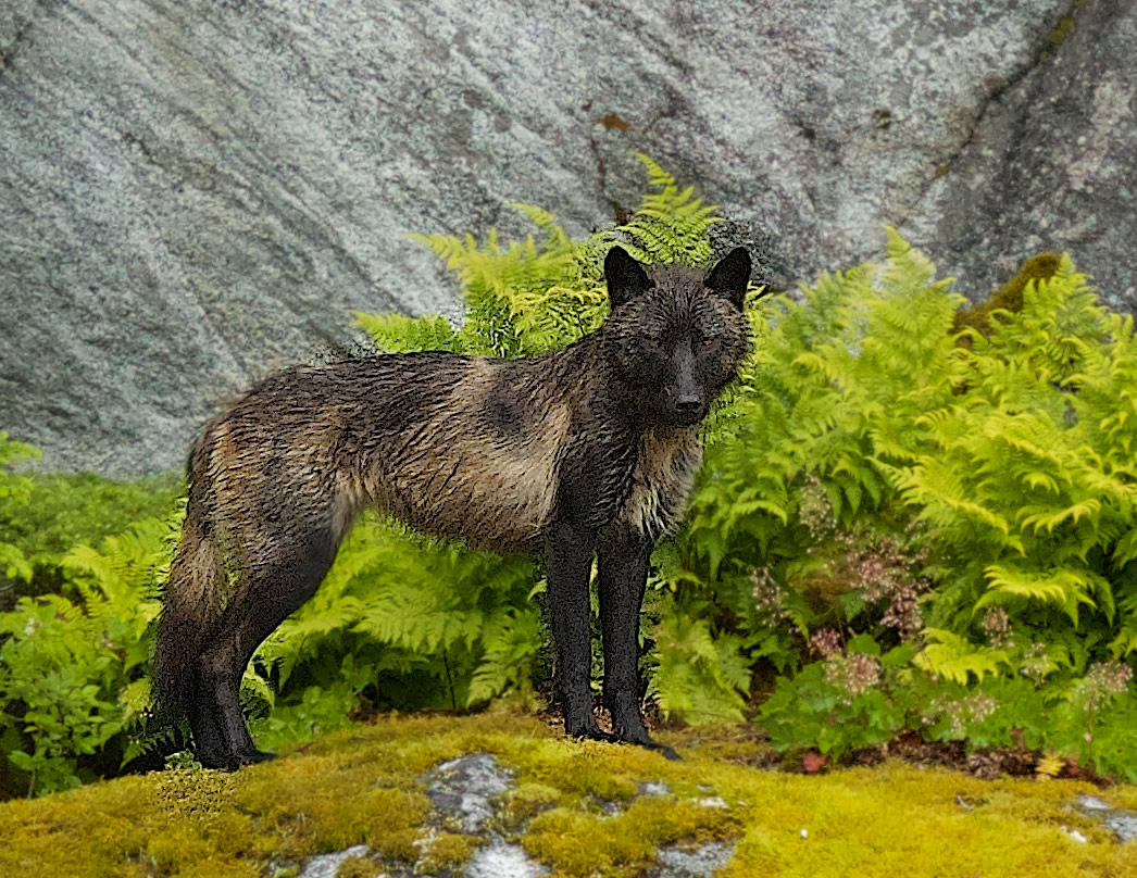 Coastal Wolf in the Great Bear Rainforest