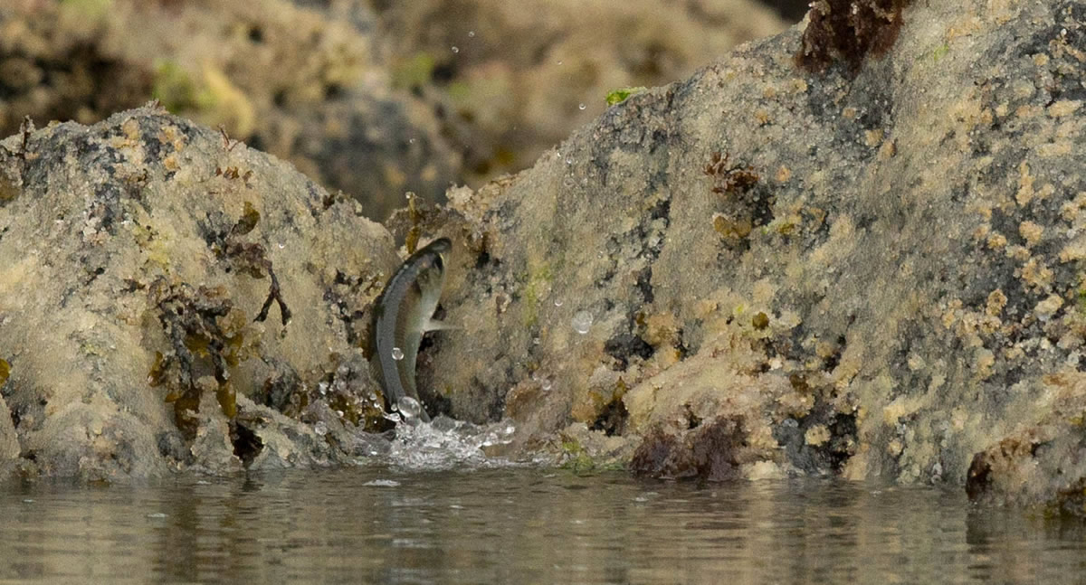 Female Herring laying eggs