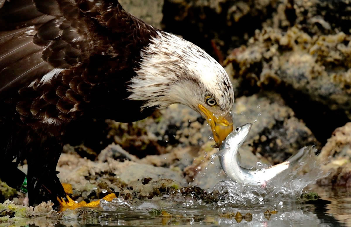 Bald Eagle feasting on a freshly caught Herring