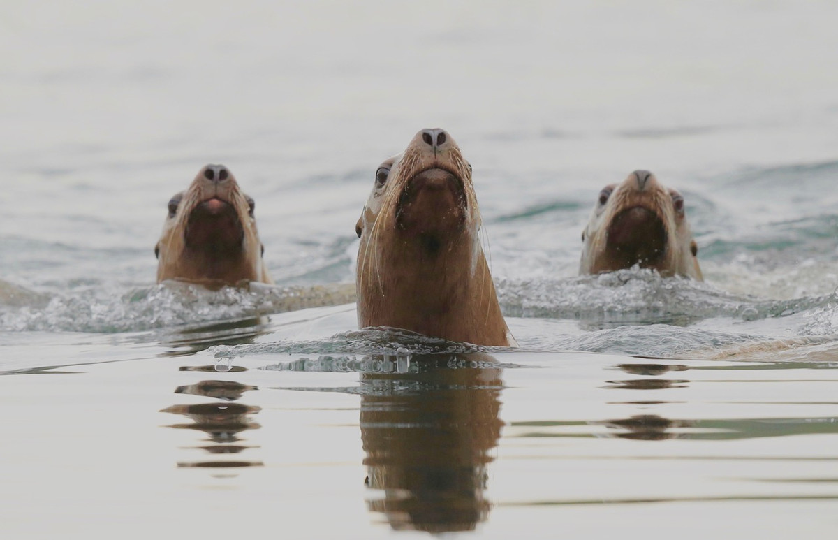 Curious trio of Stellar Sea Lions