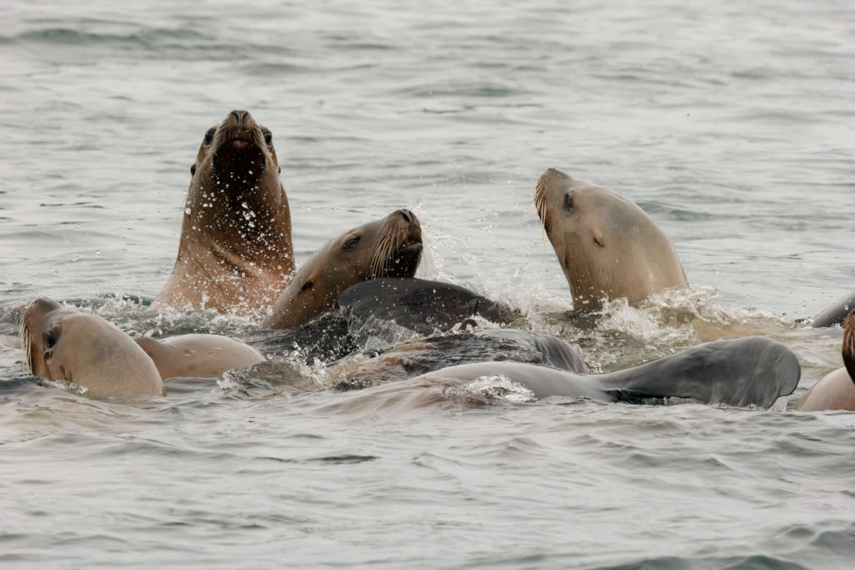 Stellar Sea Lions fishing for Herring