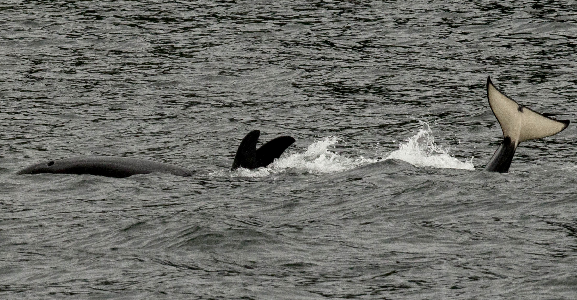 Young Orca calf playing