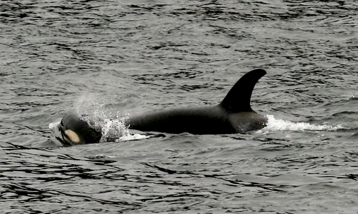 Mother Orca and young Calf