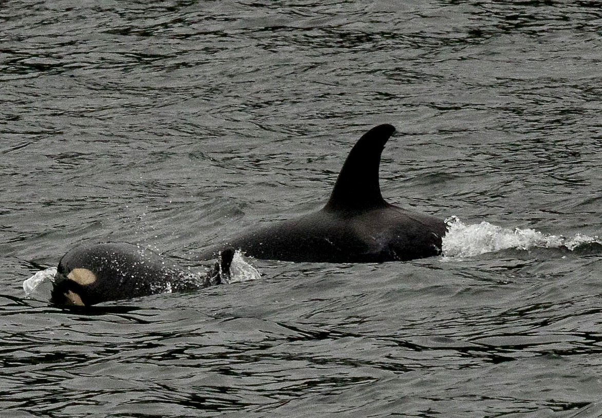 Small Orc calf with his mother