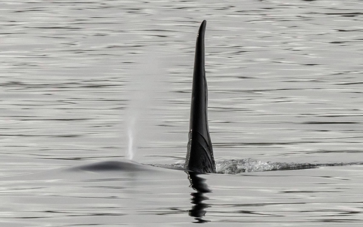 Solitary dorsal fin of a large male Orca