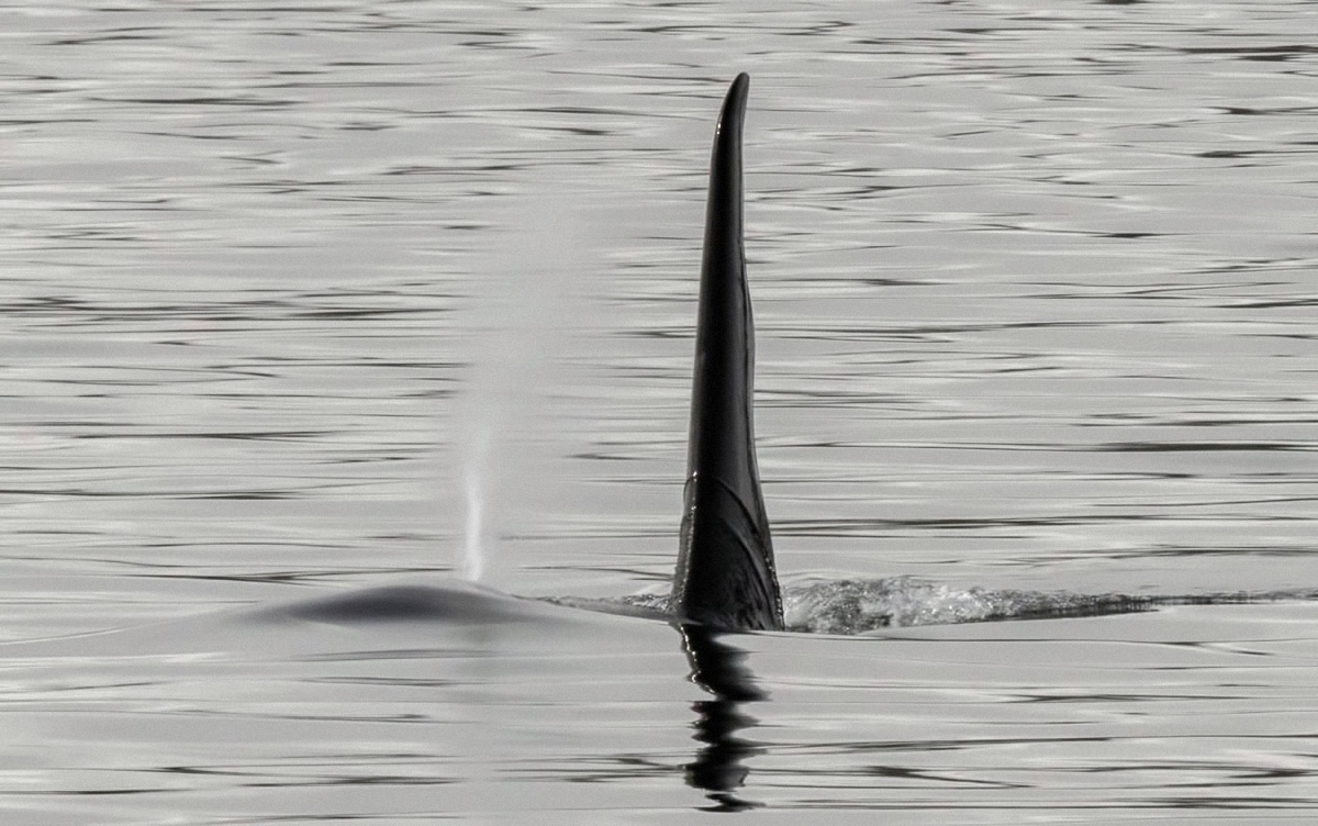 Solitary Dorsal Fin