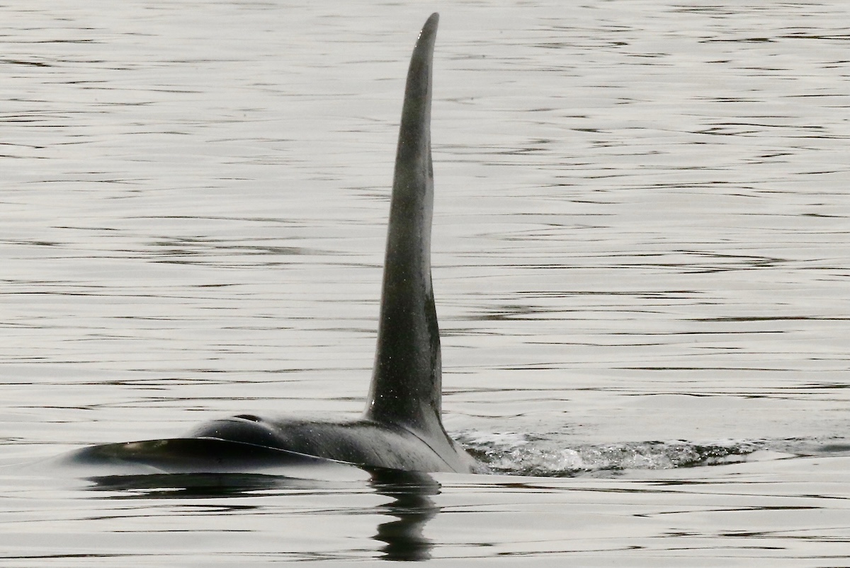 Large male Orca