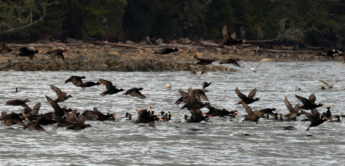 Surf Scoters