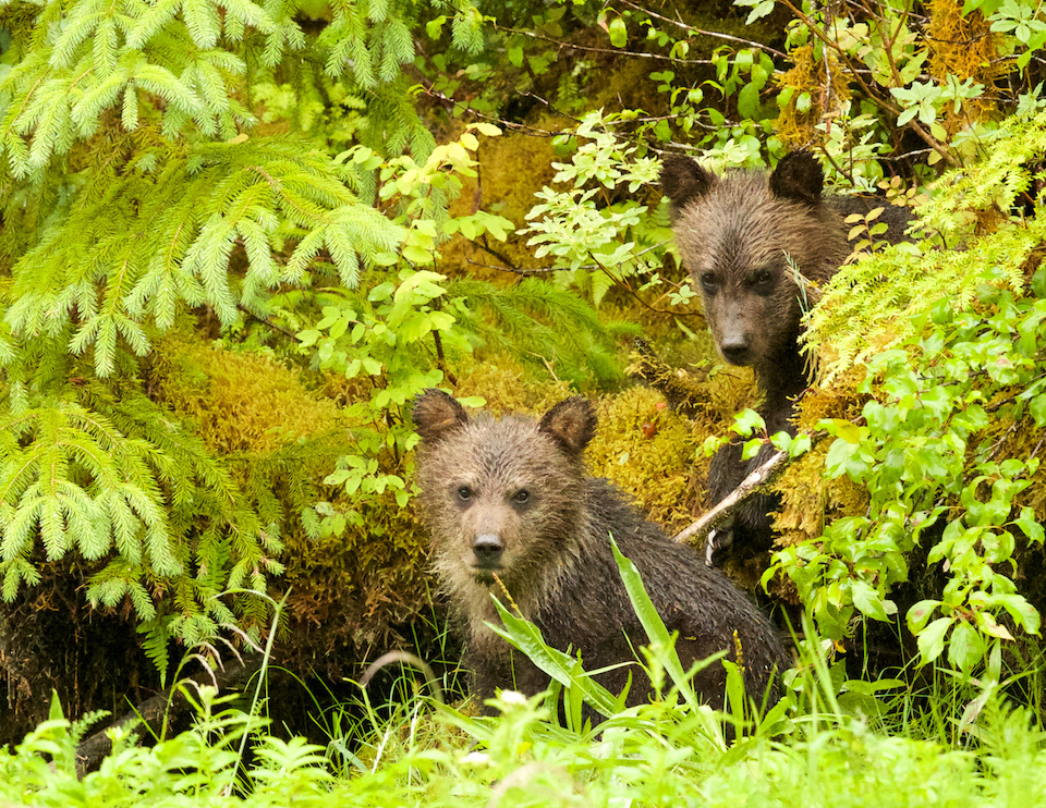 Grizzly Cubs