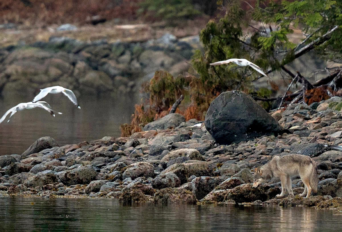 Seabirds and Coastal Wolf looking for Herring spawn