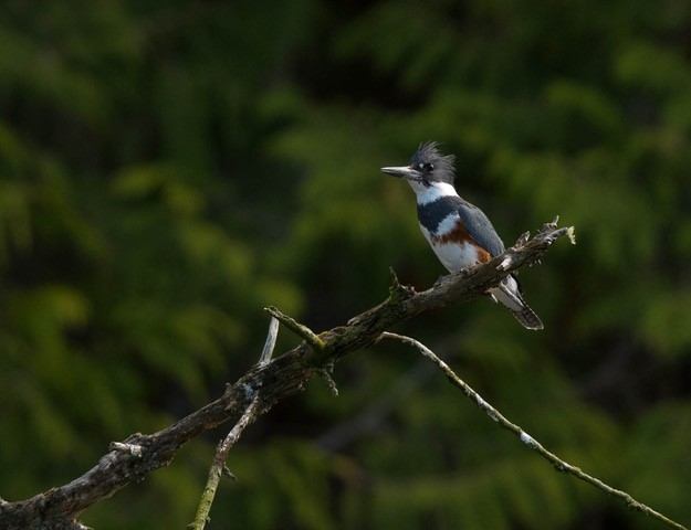 Belted Kingfisher