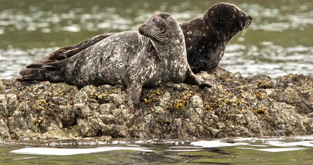 Harbour Seals relaxing
