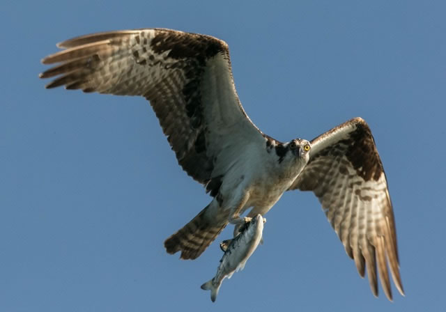 Osprey bringing dinner home