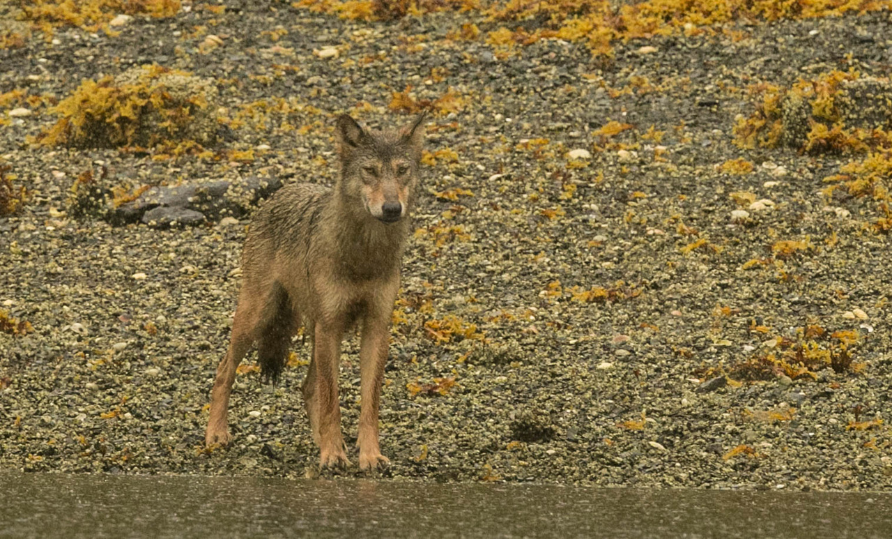 Wolf coming to a creek to fish