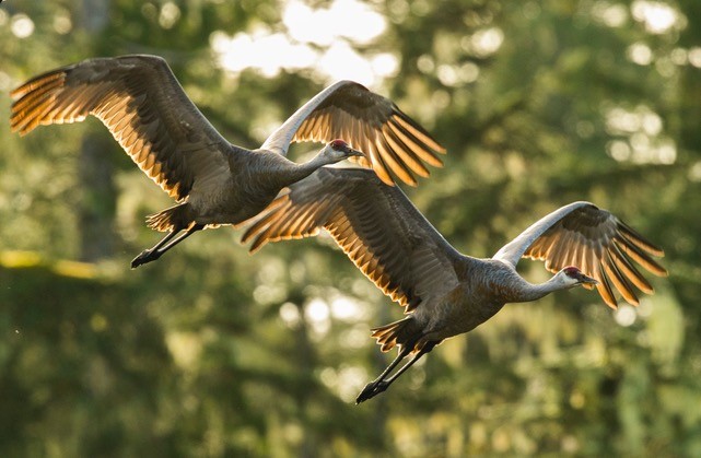 Sandhill Cranes in flight at sunset