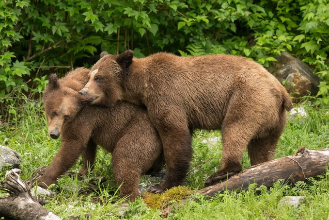 Grizzly Bears during mating season