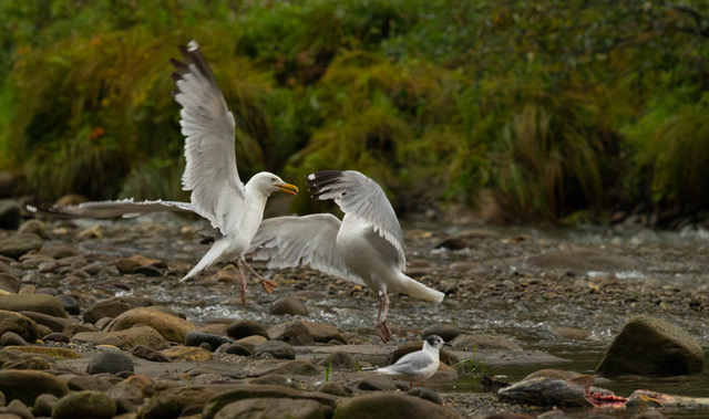 Duelling Gulls 2