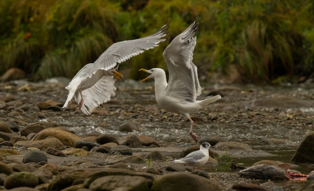 Gulls sparring over salmon carcass