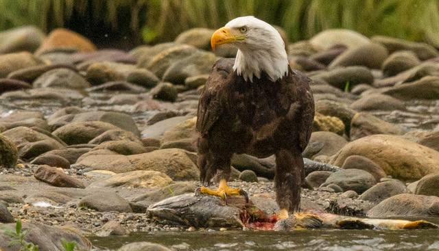 Bald Eagle Claiming his salmon