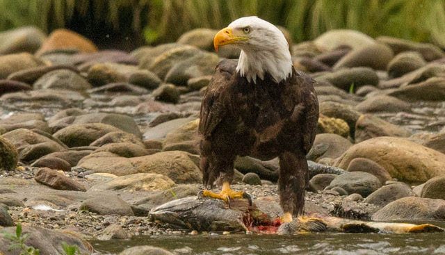 Bald Eagle comes in to take part in the feast