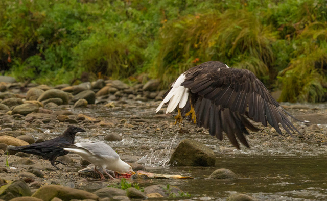 Bald Eagle leaving Gulls & Ravens to it