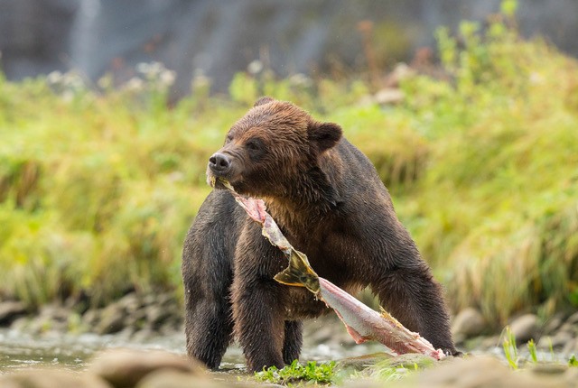 Grizzly Bear feasting on Chum salmon