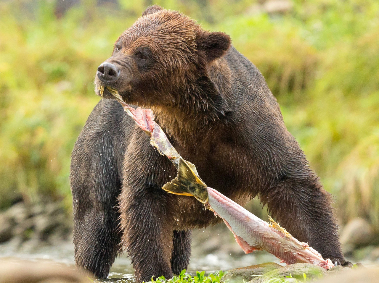 Grizzly Bear feasting on Chum salmon