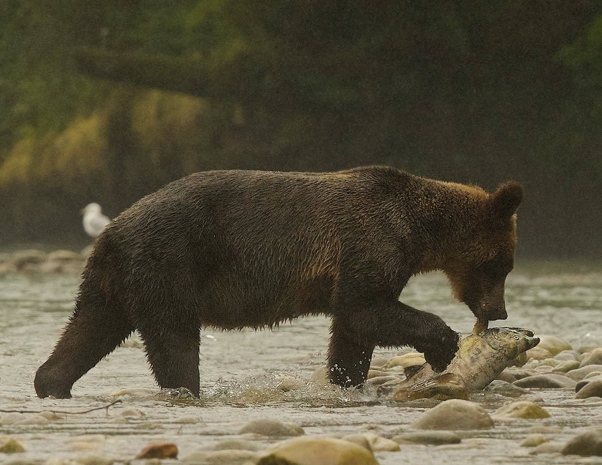 On a misty morning in the GBR, a mother Grizzly fishes