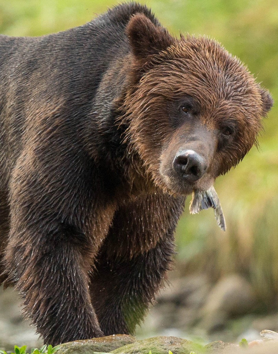 Grizzly Bear eating a salmon