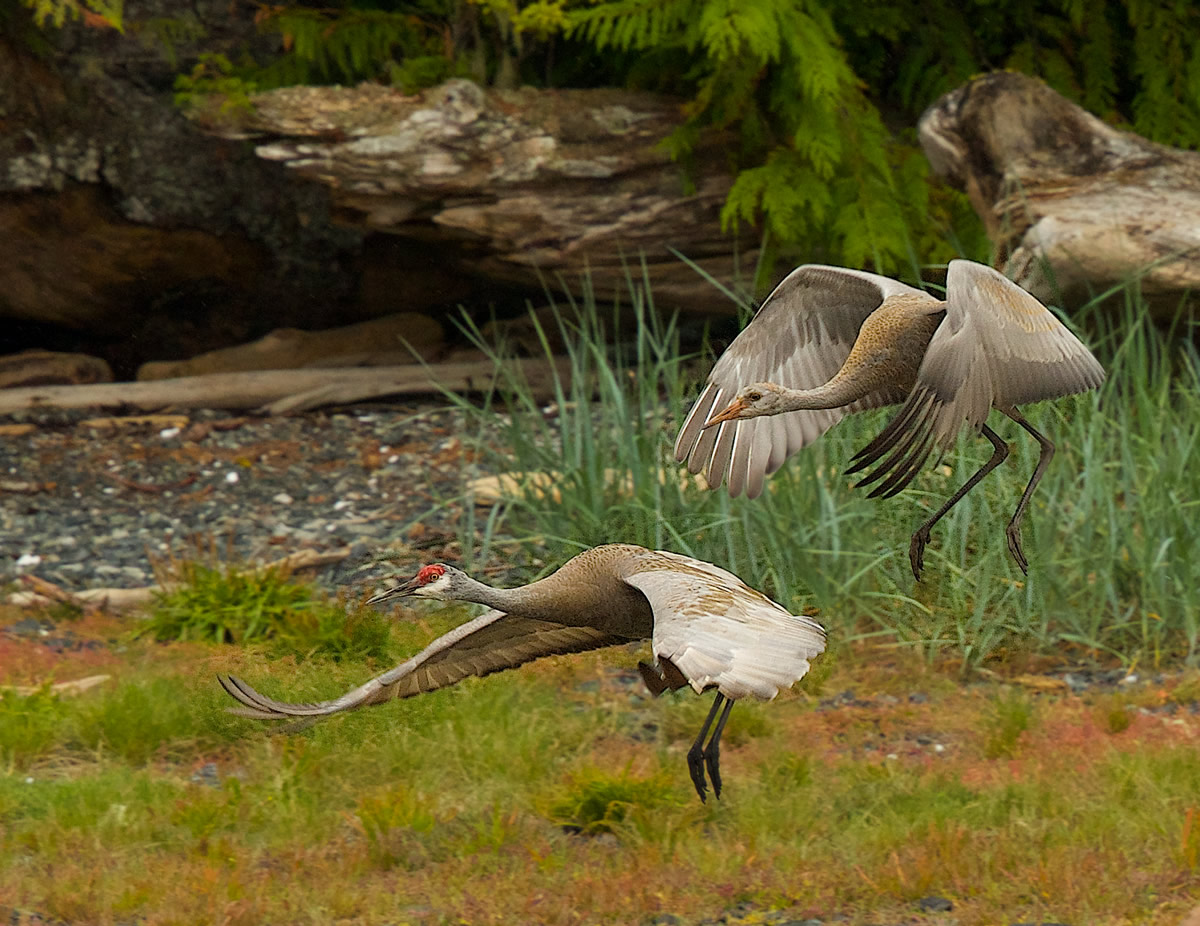 Sandhill Cranes taking flight