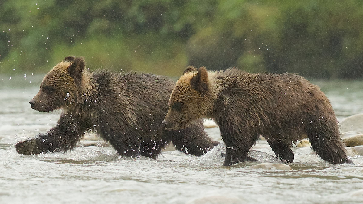 Grizzly cubs coming to fish on the river in the rain