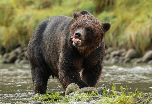 Enjoying his Salmon breakfast