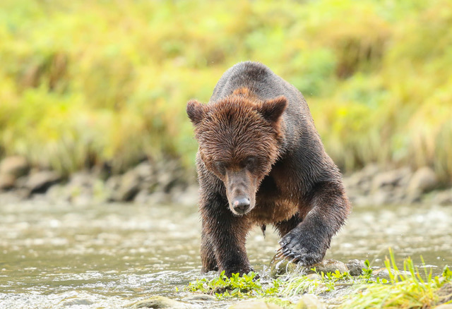 Coming to the river for breakfast