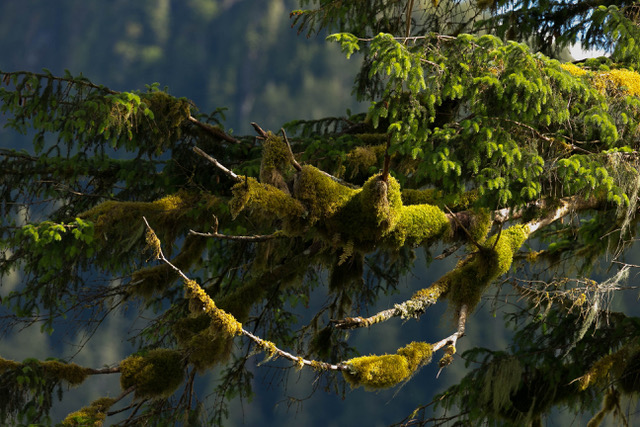 Moss draped trees of the Great Bear Rainforest