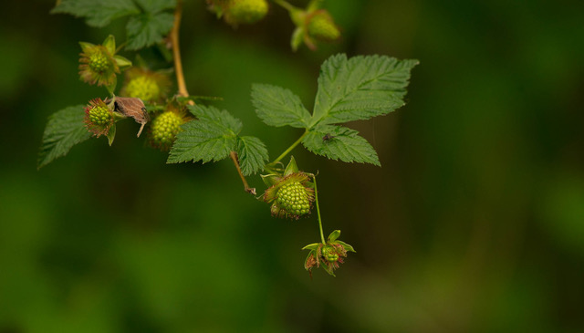 Salmonberries