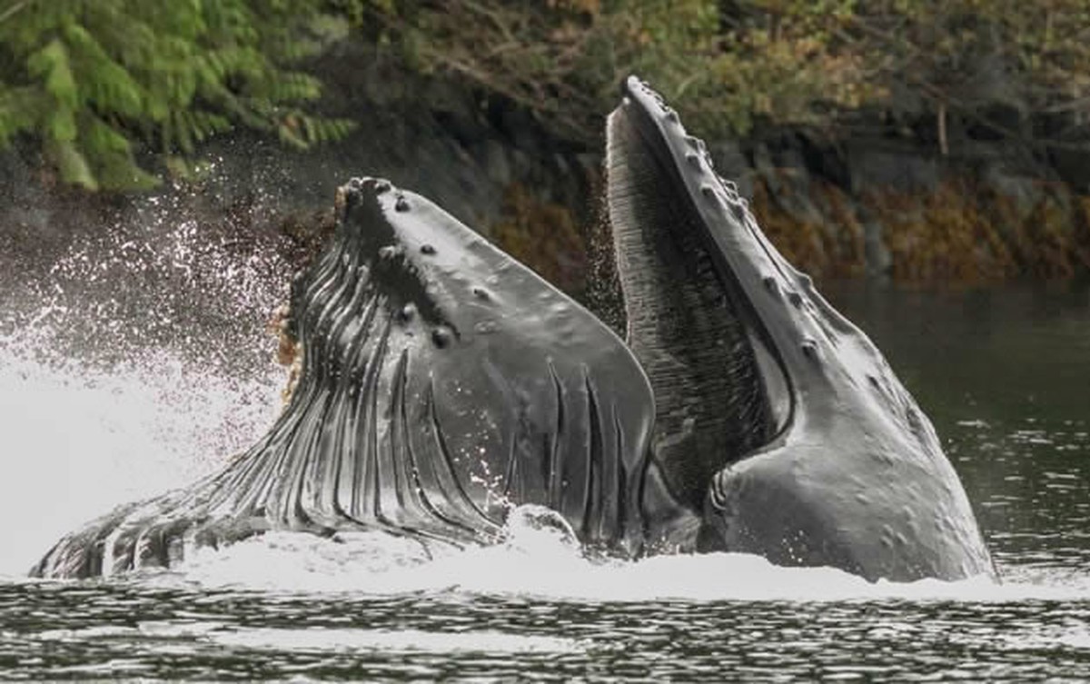 Humpback whales swallowing their herring feast