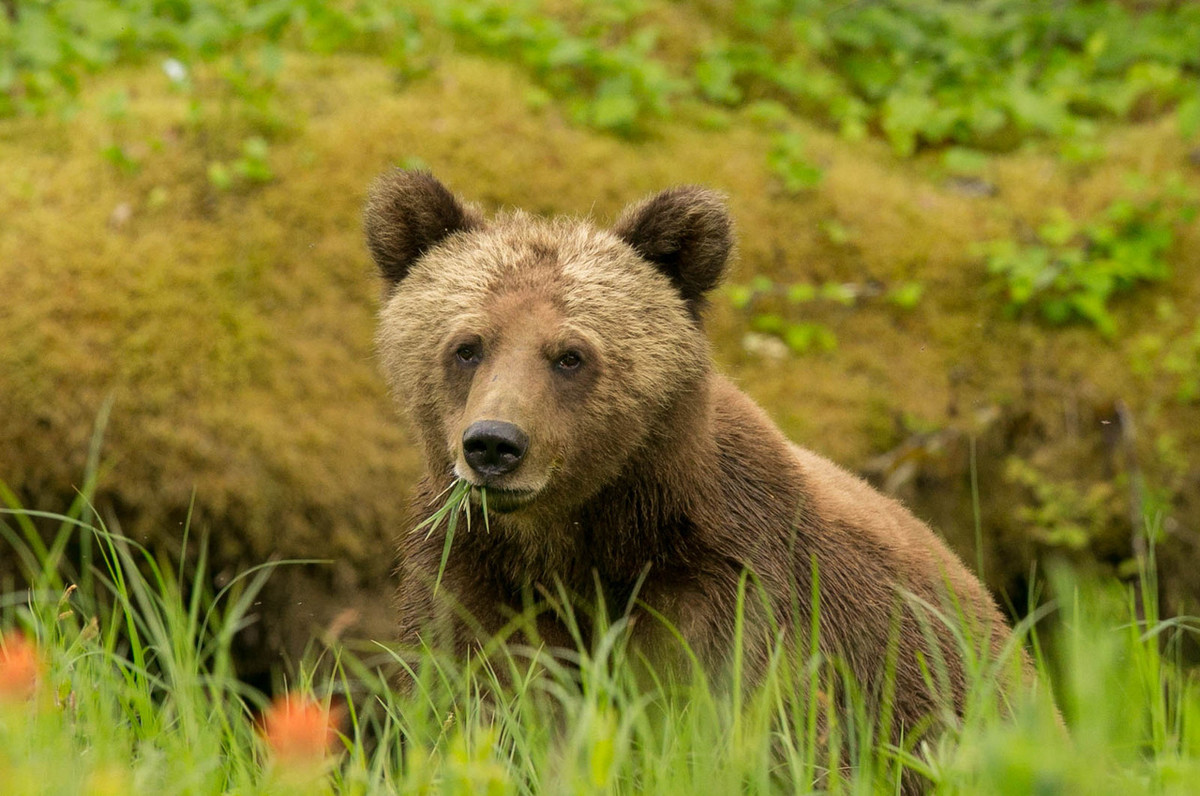 Female Grizzly Bear eating sedge grass