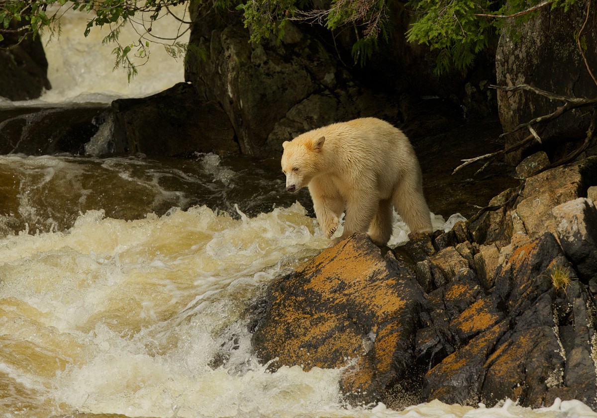 Spirit Bear watching for salmon