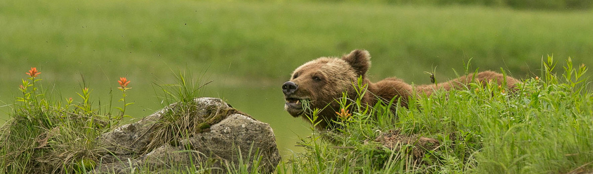 Grizzly Bear feasting on sedge grass amidst wildflowers