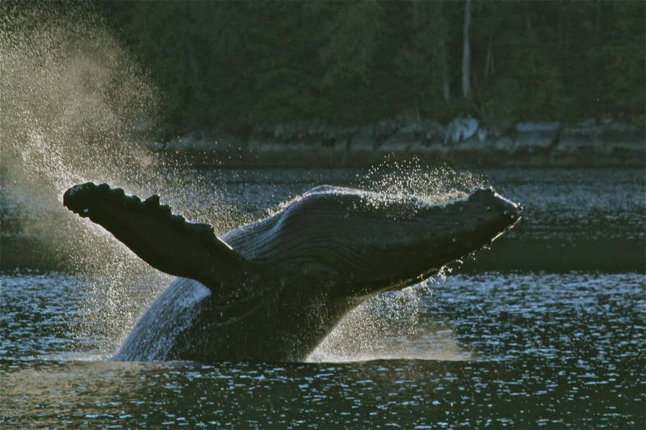 Full Breach at sunset