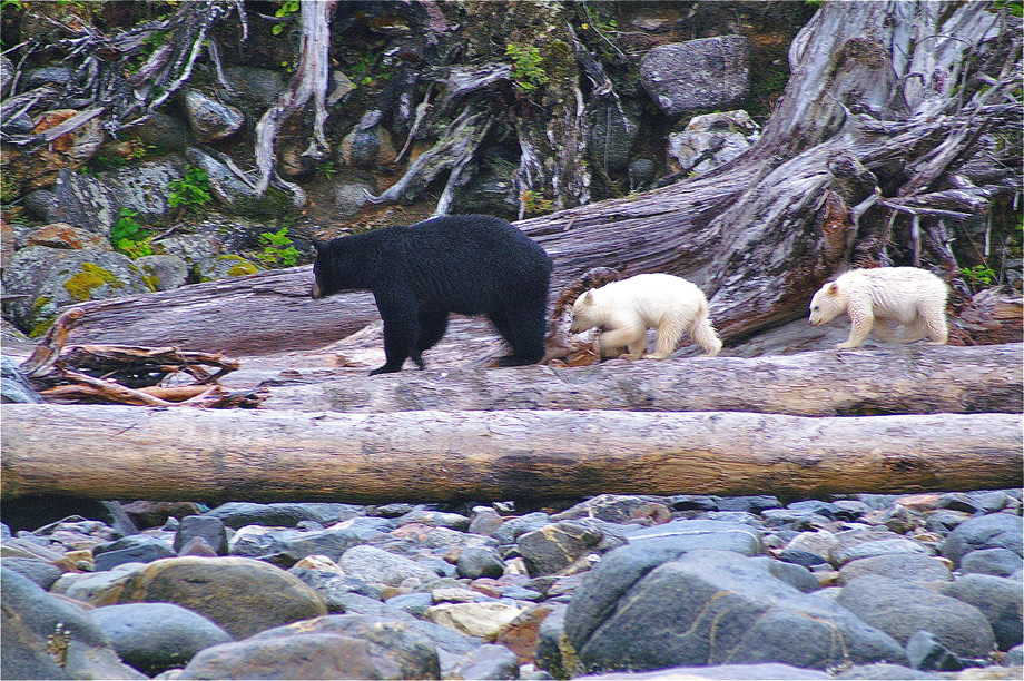 Black Mother Bear with White Cubs