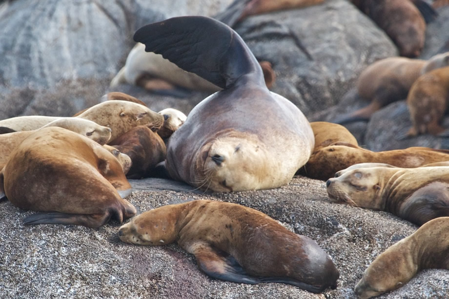 Sea lions on haul out