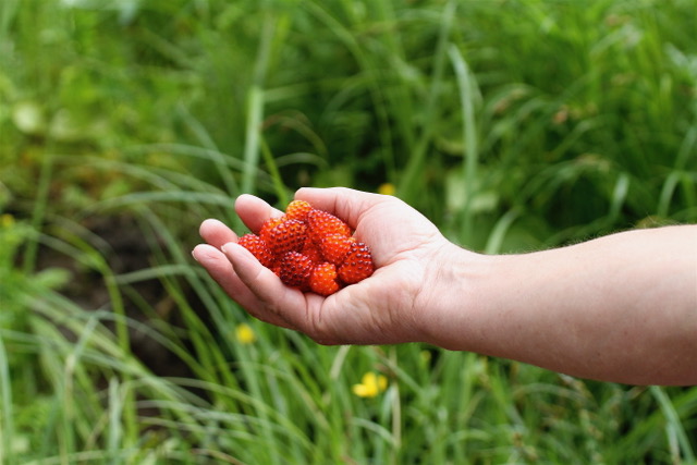 Handful of Delicious Salmonberries