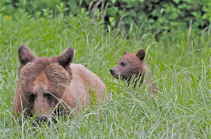 Same mum Grizzly & Cub