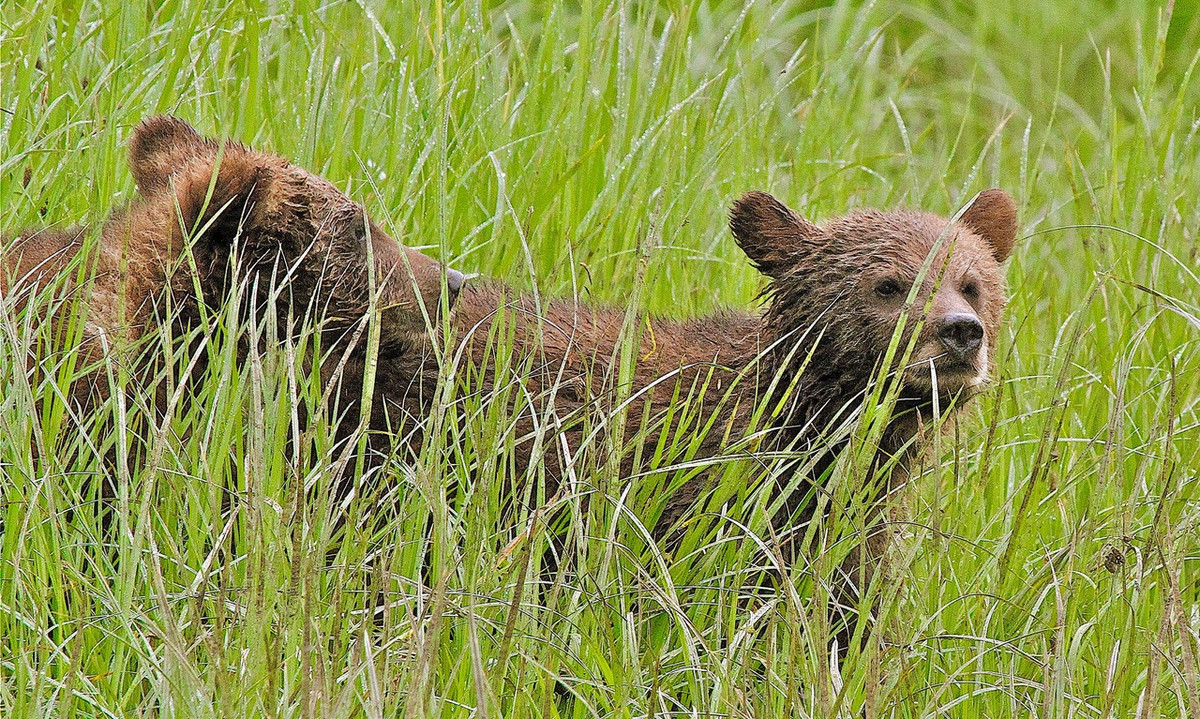 Grizzly cubs walking in tall sedge grass