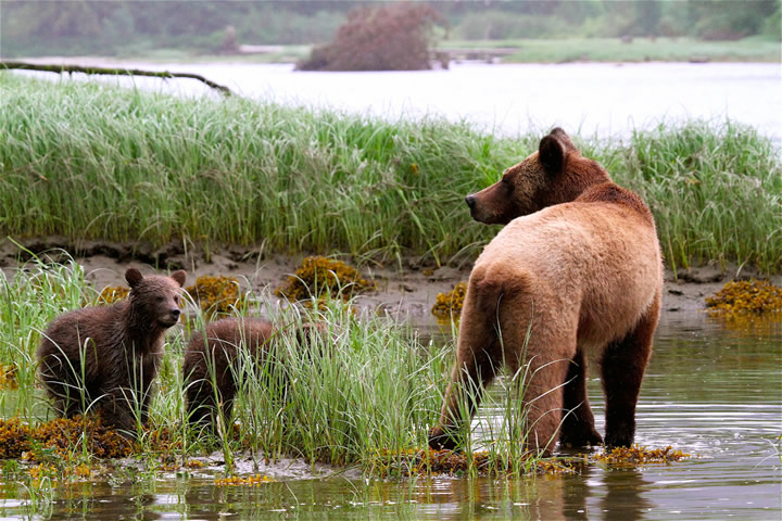 Mother Grizzly Bear with Cubs