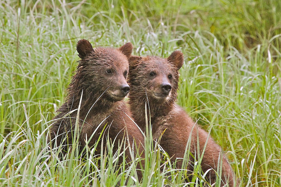 Two Grizzly Cubs